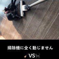 掃除機の前で寝転がる猫
