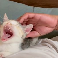 人の顔の横で寝る子猫のあくび