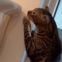 壁に前足をかけて、ベビーベッドを覗き込む猫