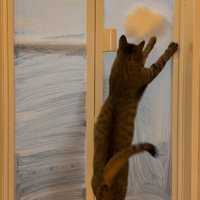 飼い主のシルエットを追いかけてジャンプする猫