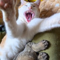 飛び掛かる茶白