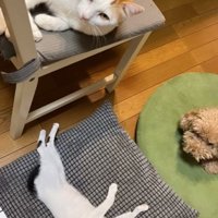 一緒に寝転ぶ猫と犬