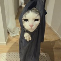 袋の中に入って伏し目になるシルバー柄の猫