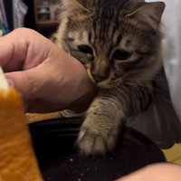 食パンに手を伸ばす猫