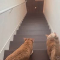 階段を下りようとする猫