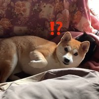 カメラ目線の犬