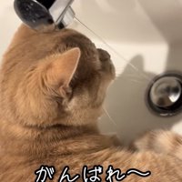 蛇口から出ている水を眺める猫