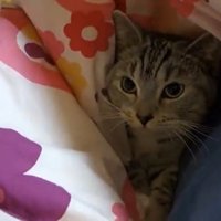 布団の中で横になっている猫