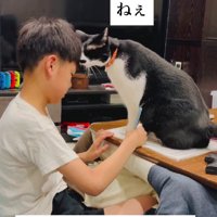 宿題の邪魔をする猫