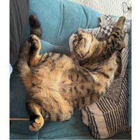 寝ている猫