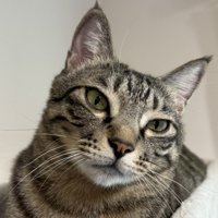 猫の顔のアップ