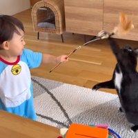 じゃれるくまごろうくん