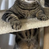 赤ちゃんみたいな猫