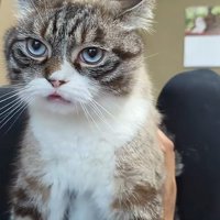 舌を出す猫