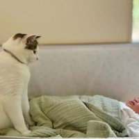猫と赤ちゃん