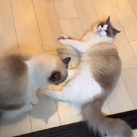 床の上でくつろぐ4頭の猫