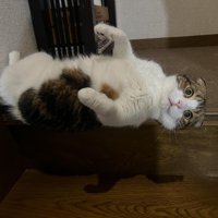 落ち始めてカメラ目線の猫