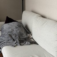 ソファの上の猫