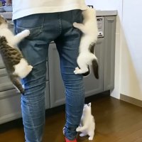 飼い主のズボンにしがみつく子猫達