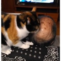 男性を舐める猫