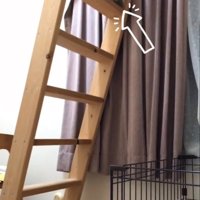 遠くから見つめる子猫