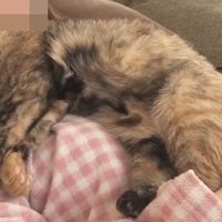 寝る猫