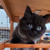 黒猫アップ