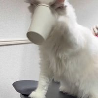顔がはまる猫