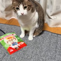 正面から飼い主を見つめる猫