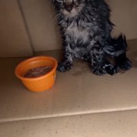 衰弱した様子の子猫