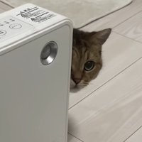 ヒーターの陰から