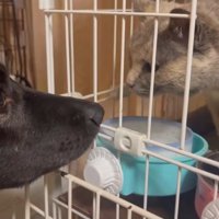犬と向かい合う猫