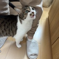 鳴く猫