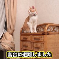 家具の上に乗った成猫