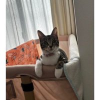 室内にいる猫