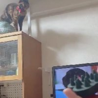 棚の上にいる猫