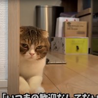 睨む猫