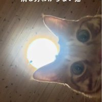 スマートフォンを見ている猫