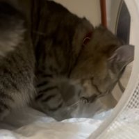 キャットハウスに穴を掘る保護猫