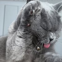 「タイミング難しいみたい」のテロップ写真2