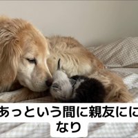 子猫に顔を近づける犬