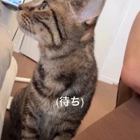人の横に座っている猫