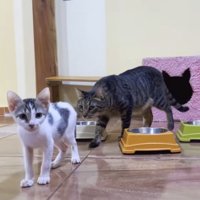 子猫の後ろから近づく猫