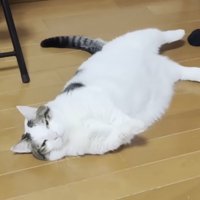 不服そうな表情で床に転がる猫