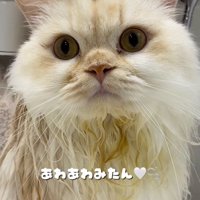 シャンプーの泡を頭に乗せた猫