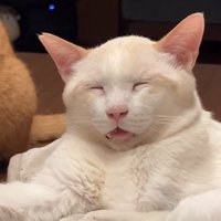 気持ちよさそうに眠る猫