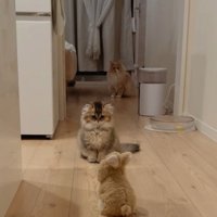 ロボを見つめる猫
