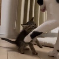 子猫に左手を挙げる白黒猫