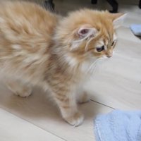 やってきた茶トラの兄猫