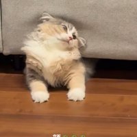 ソファーの下から出てくる猫